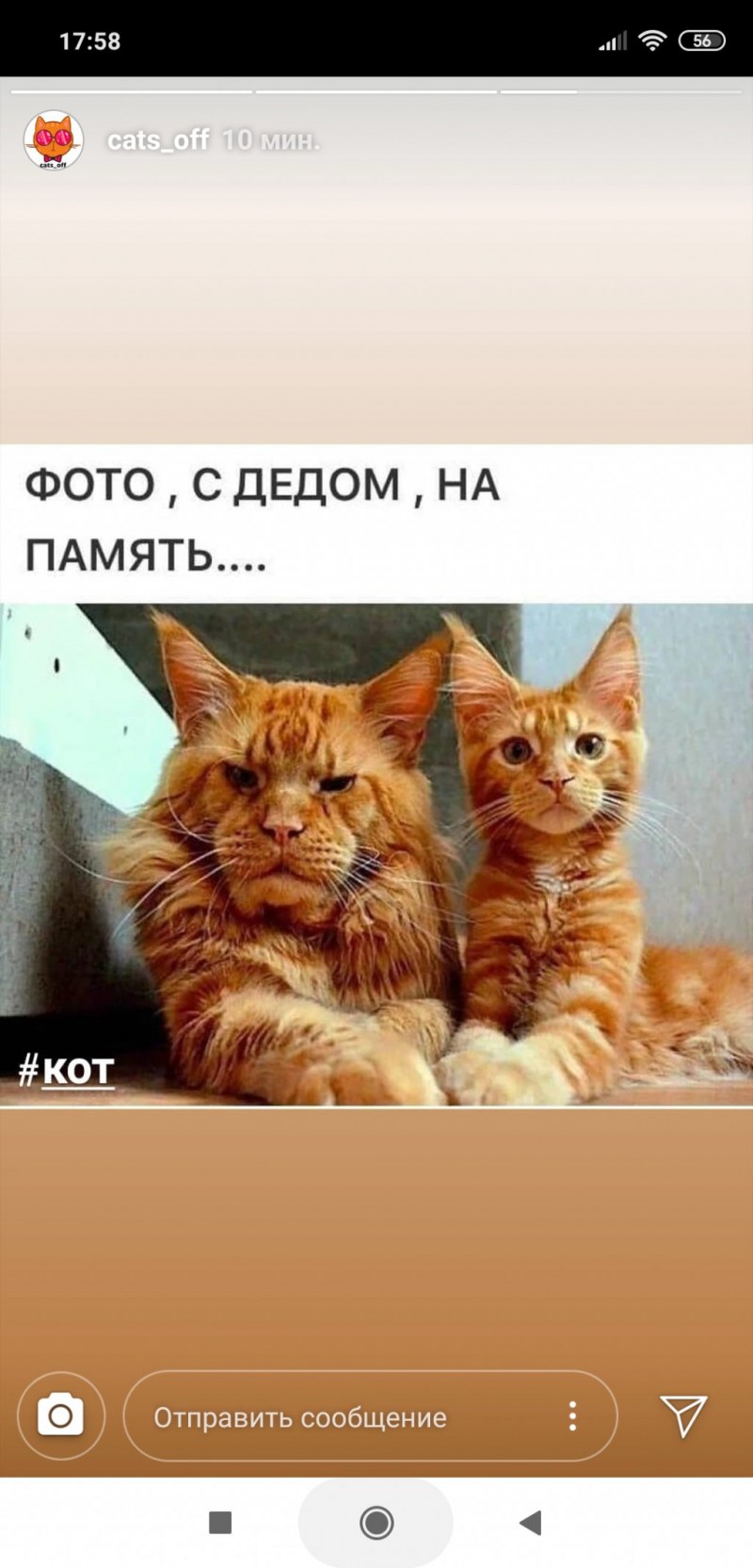 Кот и свеча