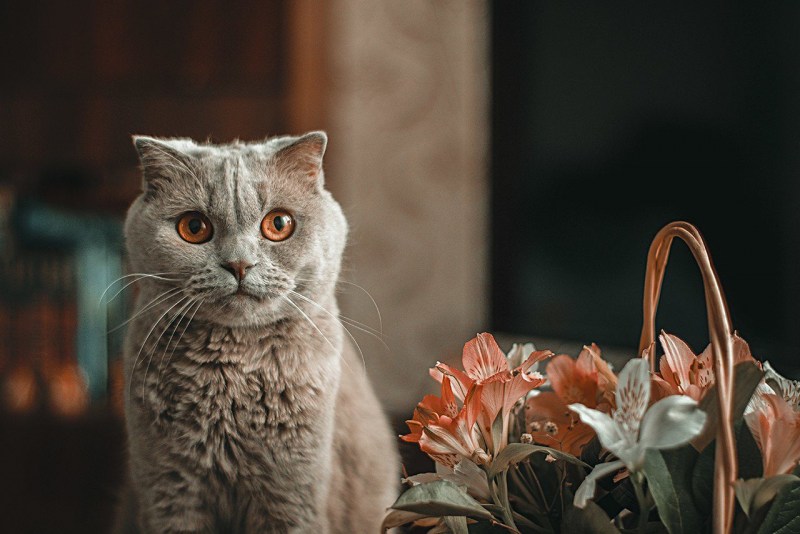 Про котов spit na Divane