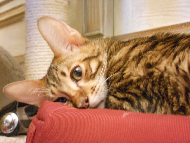 Люкс кошка