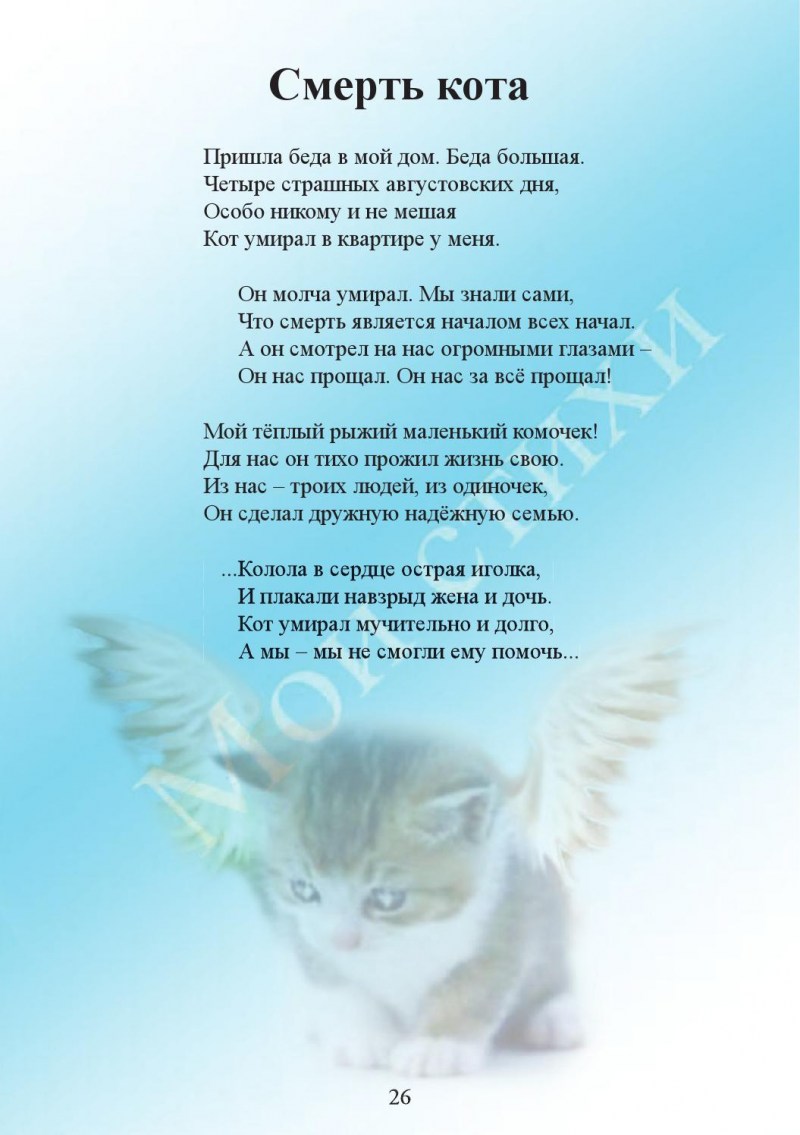 Котик на которого попала Радуга