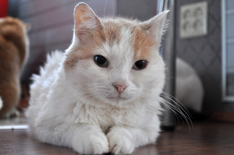 Кошка кипа
