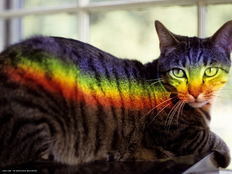 Фото с дедом на память рыжие коты
