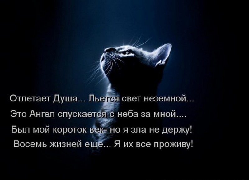 Котенок в темноте