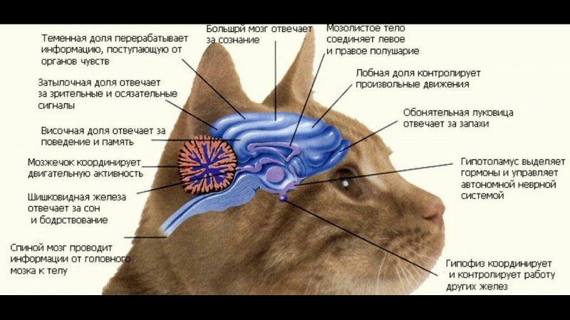 Приметы про кошек