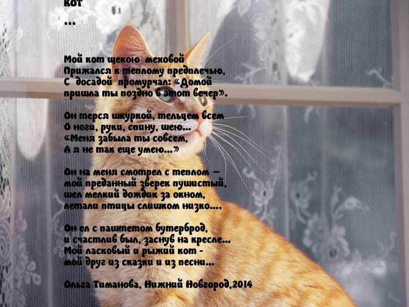 Бёлый кот с рябящими пятнами