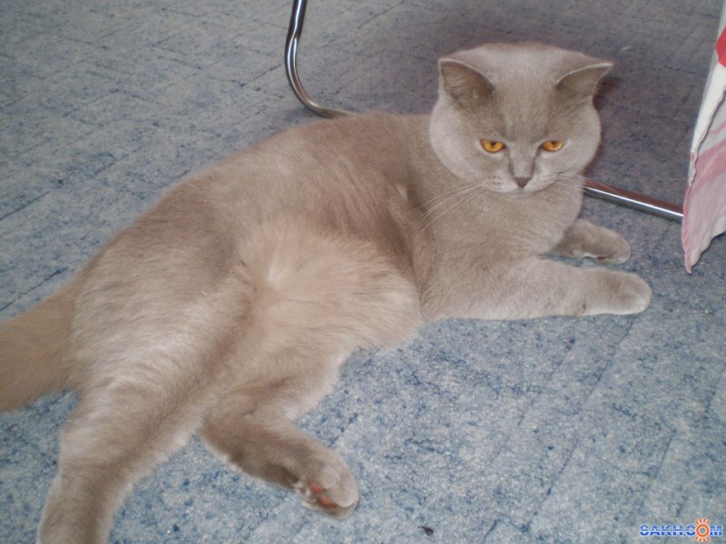 Кошка кипа