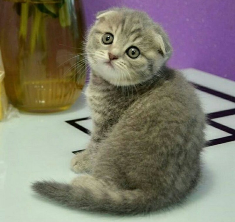 Шотландская вислоухая кошка характер