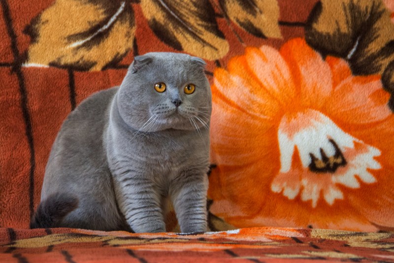 Скоттиш фолд котята