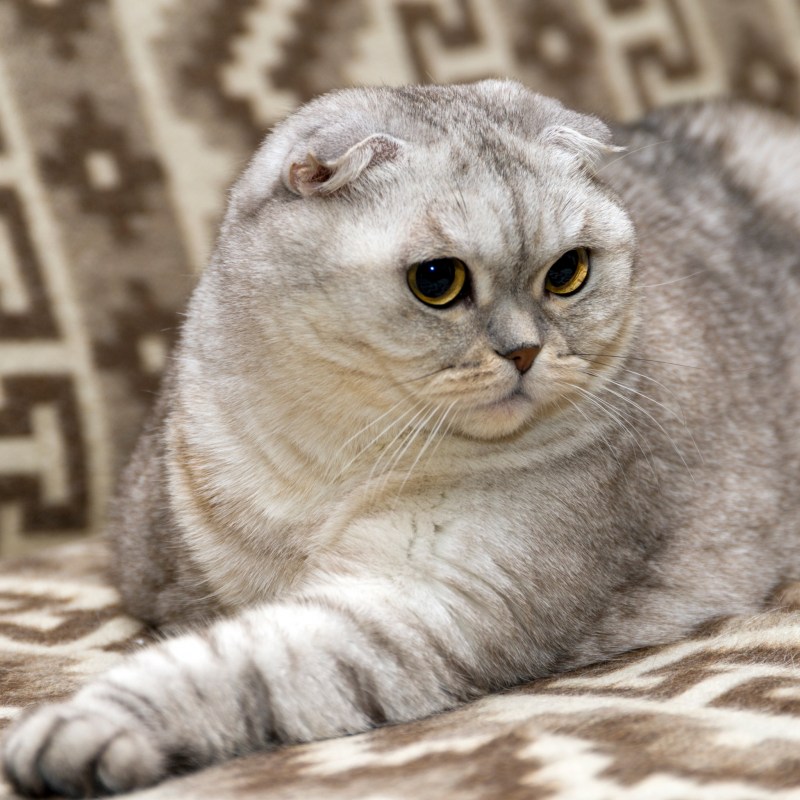 Шотландская вислоухая кошка