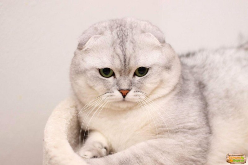 Скоттиш фолд шоколадный мрамор