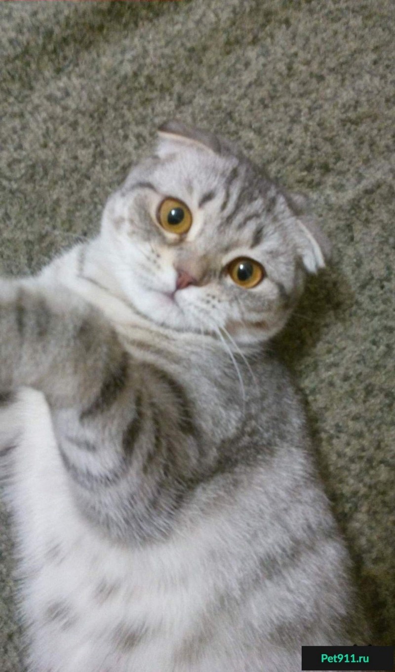 Кошка Нура