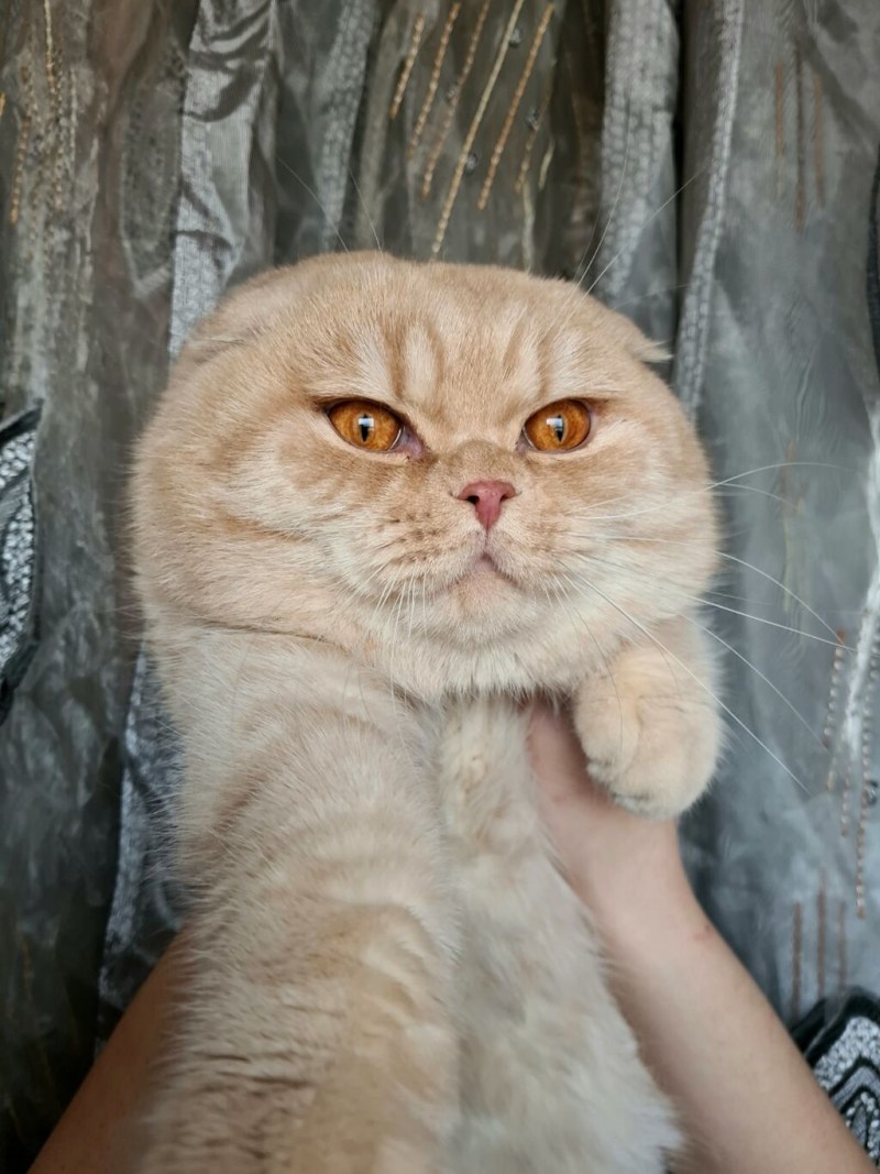 Котик Беннет показывает класс