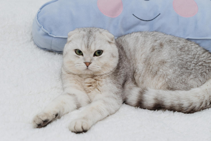Шотландский вислоухий кот черный мрамор