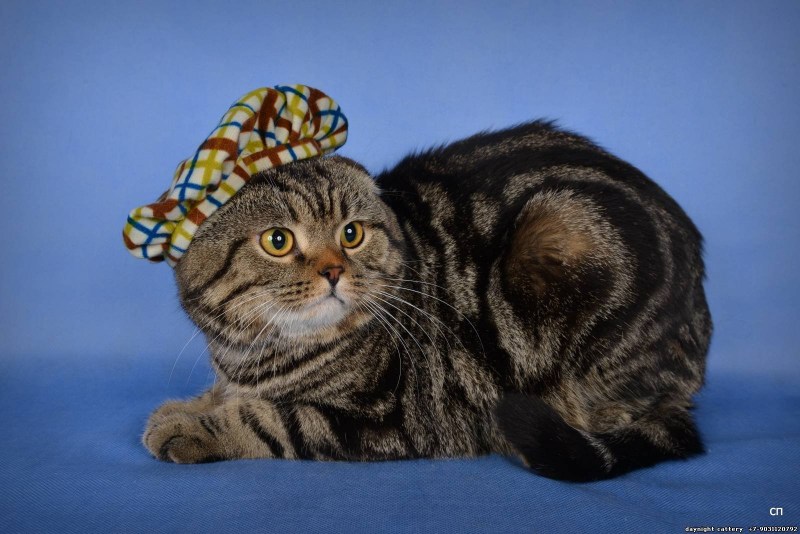 Шотландская кошка