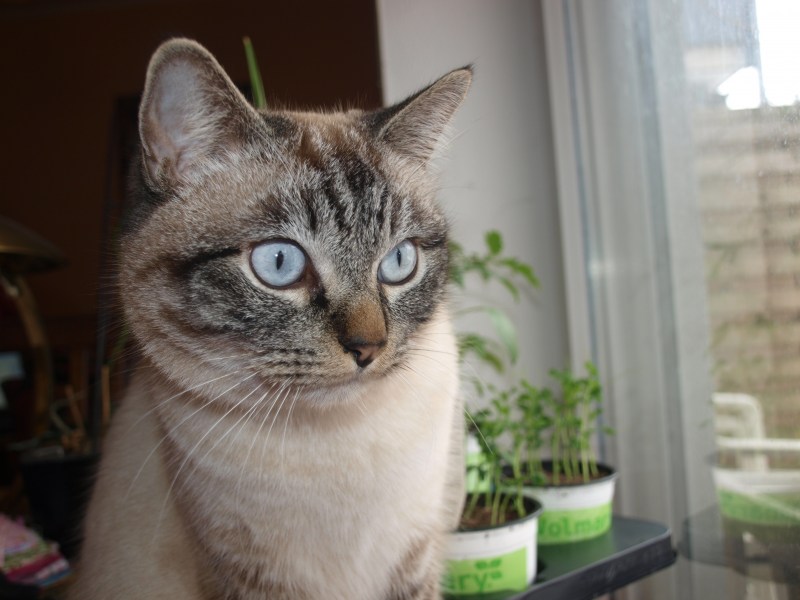 Сиамская кошка серая