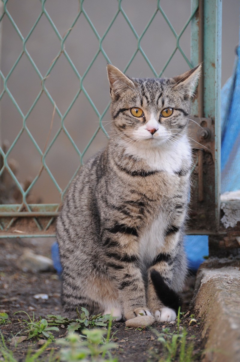 Кошка табби макрель