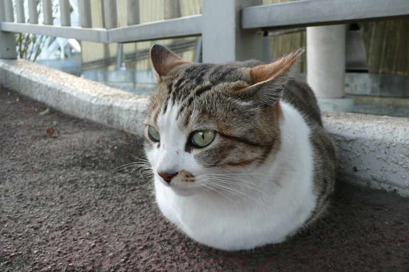 Mackerel tabby