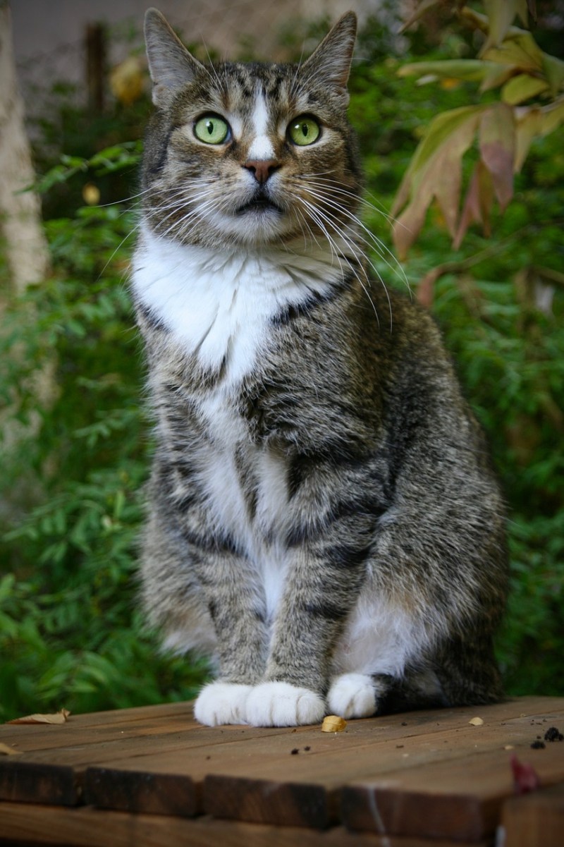Кошка скумбрия