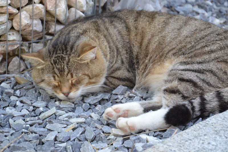 Кошка скумбрия