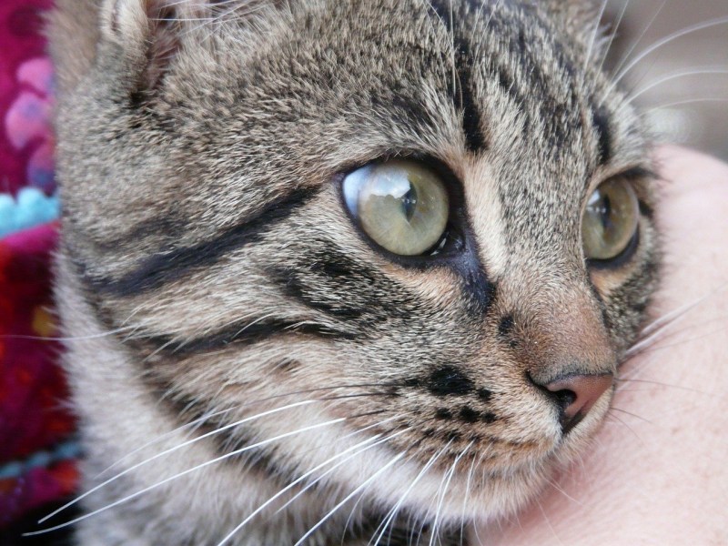 Кошка скумбрия