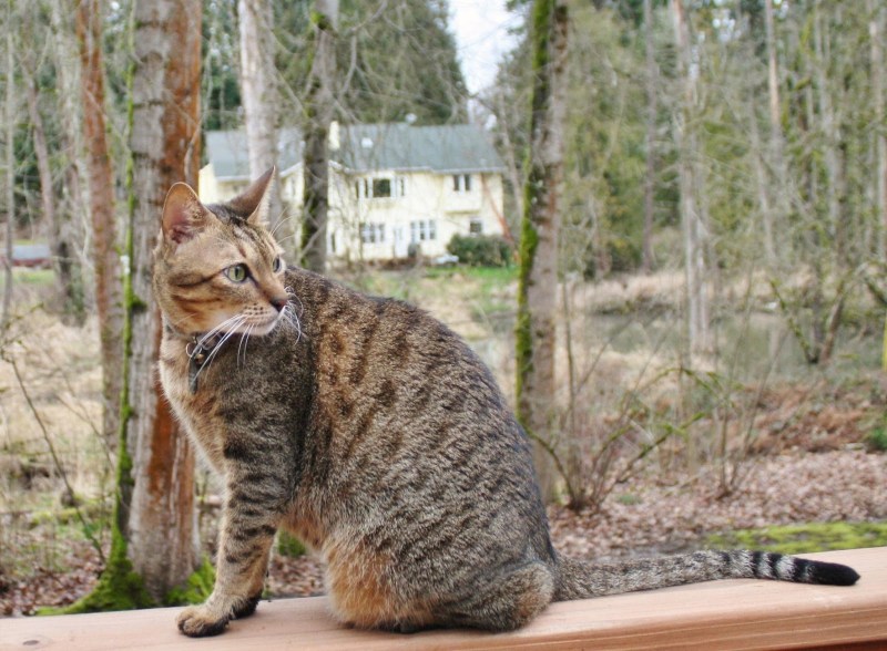 Аравийский МАУ кошка