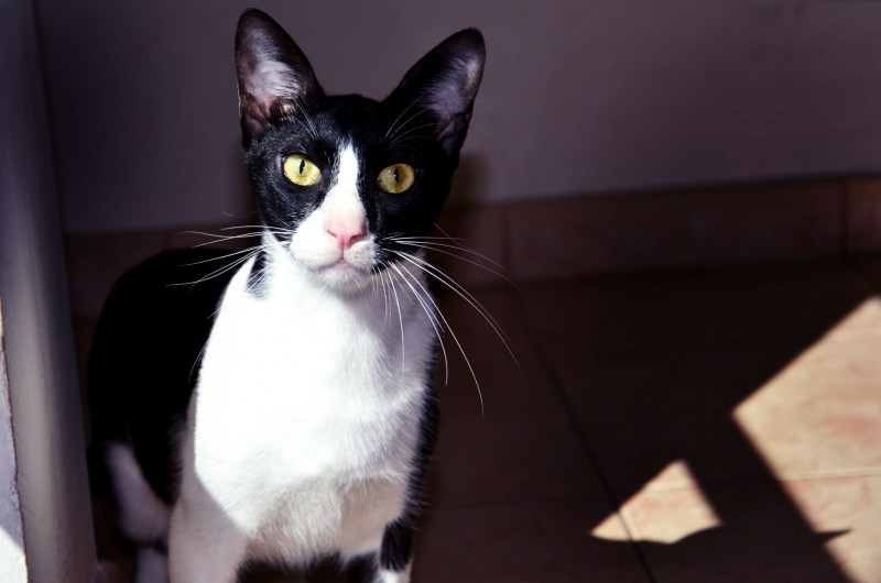 Аравийский МАУ кот