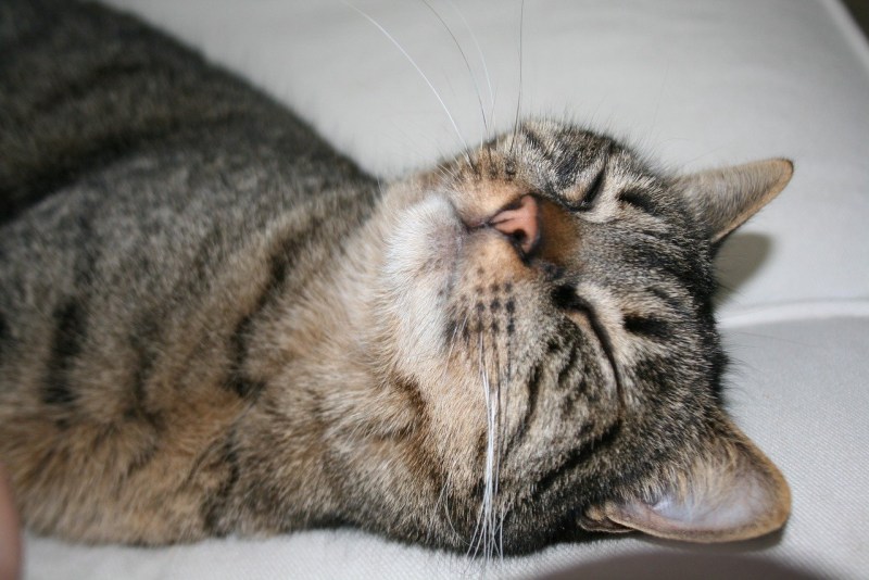 Ожерелье спящий кот