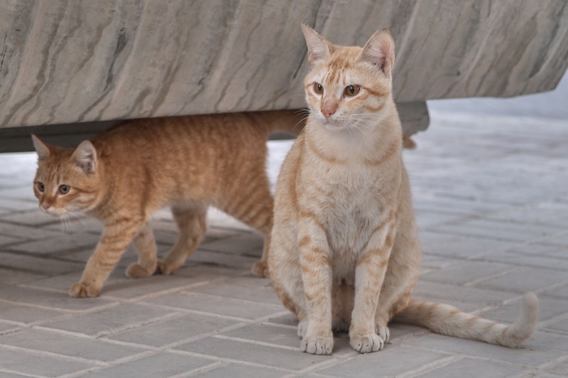 Аравийский МАУ кошка