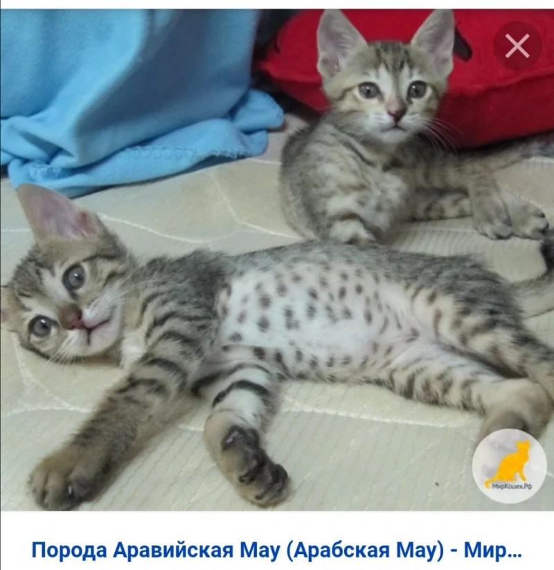 Аравийский МАУ кошка
