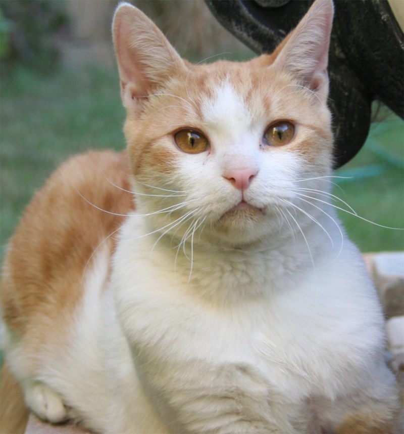Котята породы Аравийский