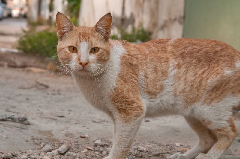 Аравийский МАУ кошка