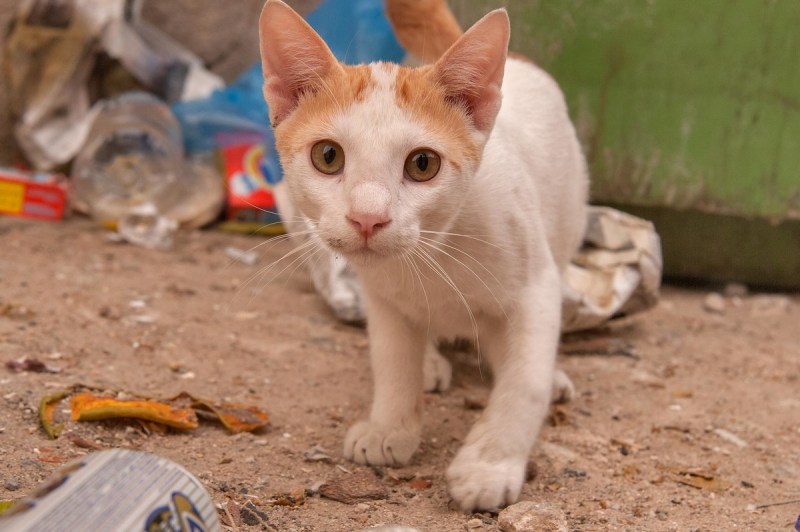 Аравийский МАУ кошка
