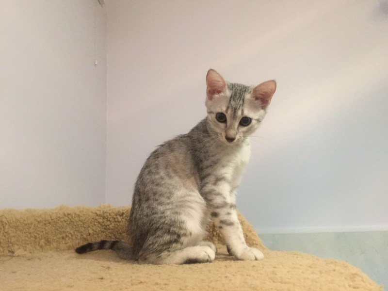 Аравийский МАУ кошка