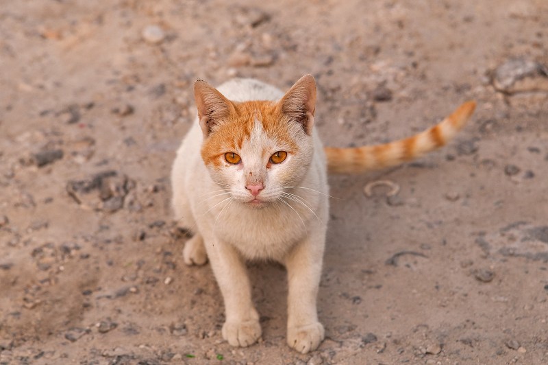 Аравийский МАУ кошка