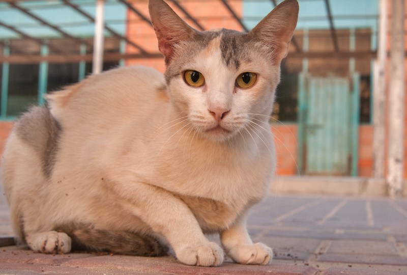 Египетская МАУ женщина кошка