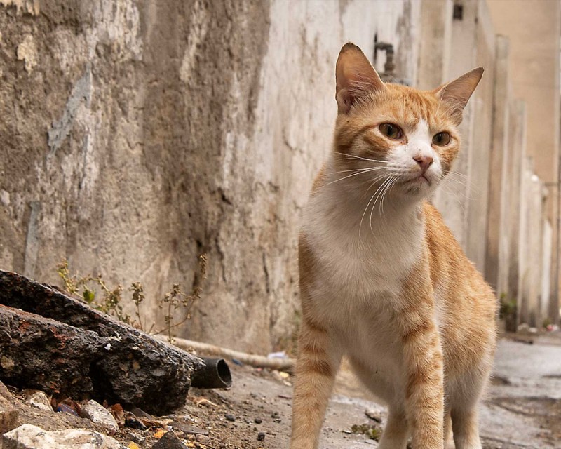 Аравийский МАУ кошка