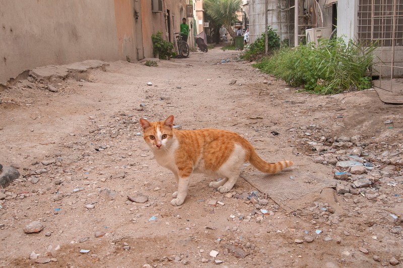 Саванна кошка