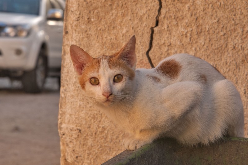 Аравийский МАУ кошка