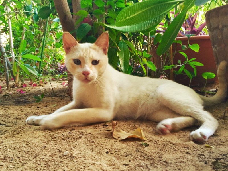 Кот Аравийский МАУ рыжий