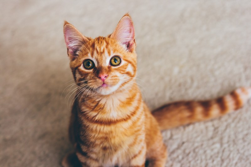 Arabian mau Cat cute