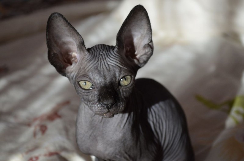 Голубой сфинкс котенок