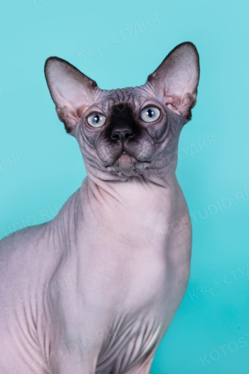 Black tabby сфинкс