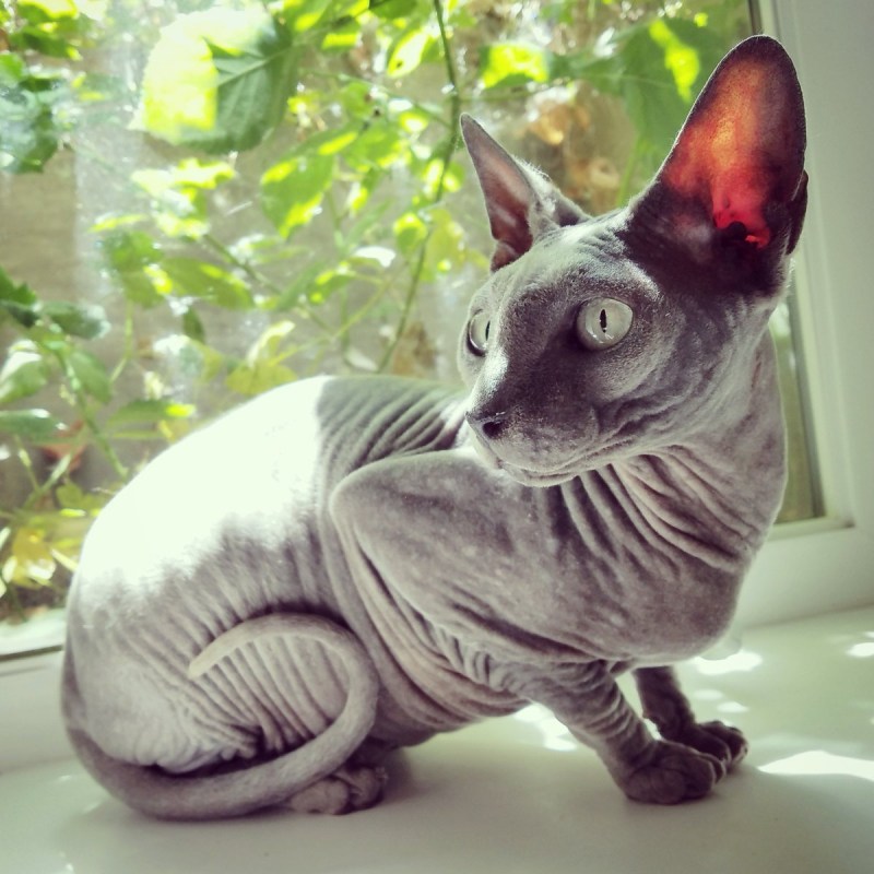 Голубой сфинкс котенок