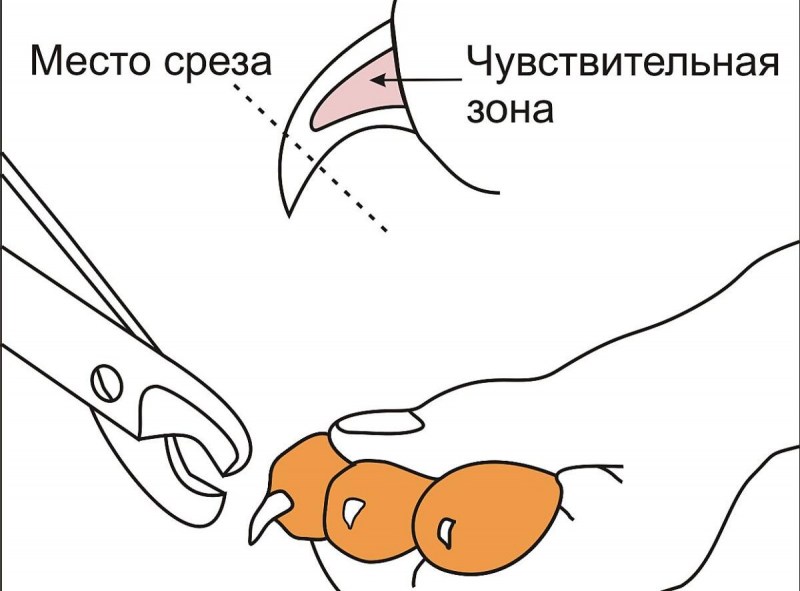 Как подстричь когти коту