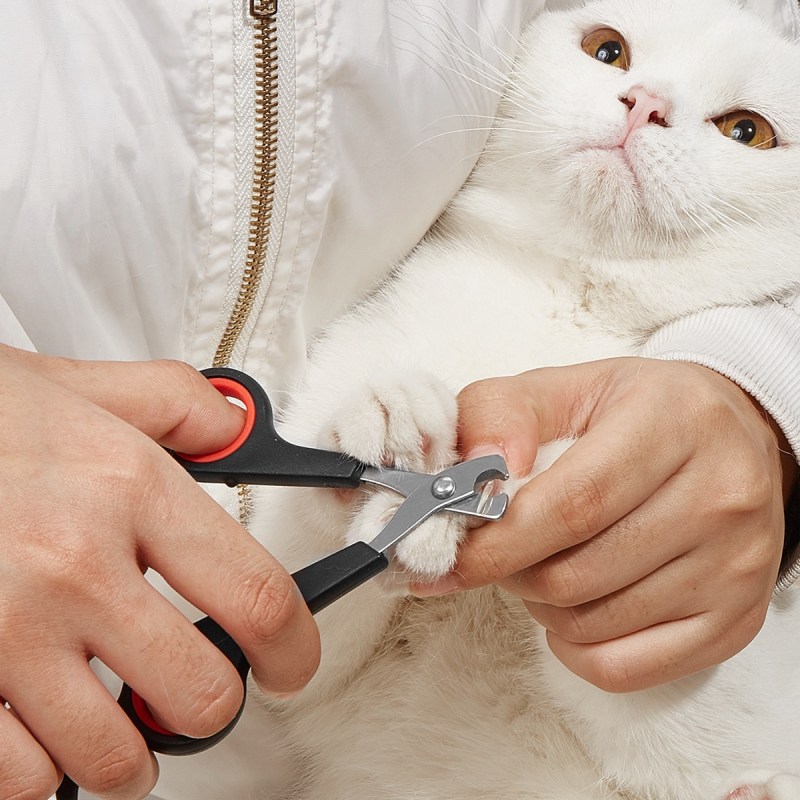 Groom стрижка когтей кошке