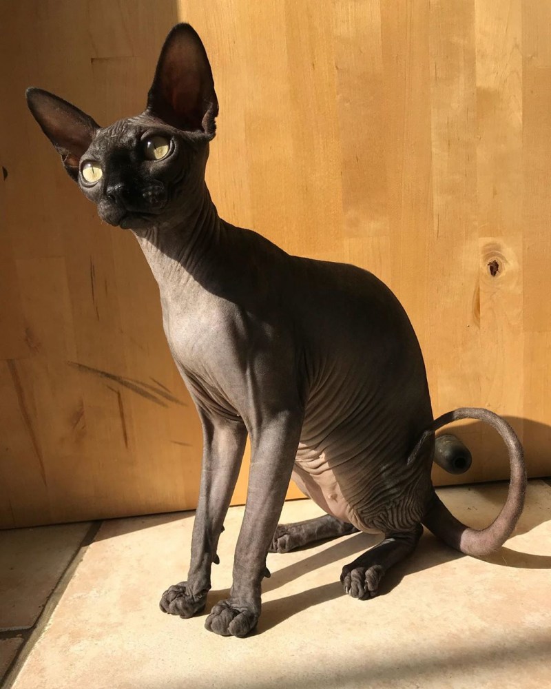 Кошка сфинкс описание породы