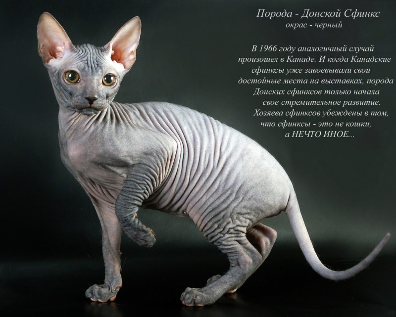 Кот породы канадский сфинкс