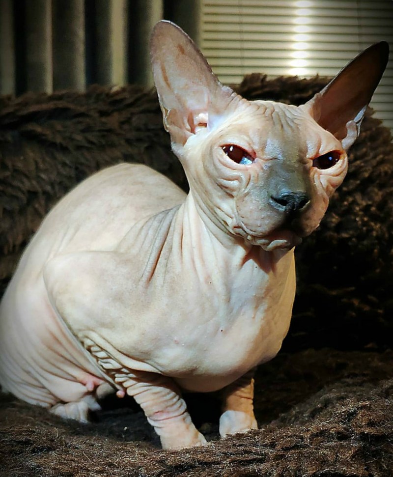 Кот сфинкс котенок