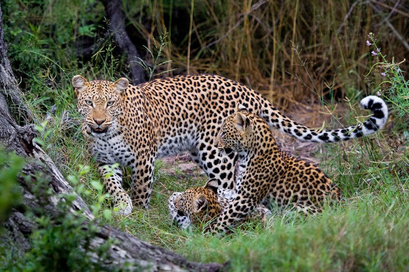 Panthera pardus spelaea