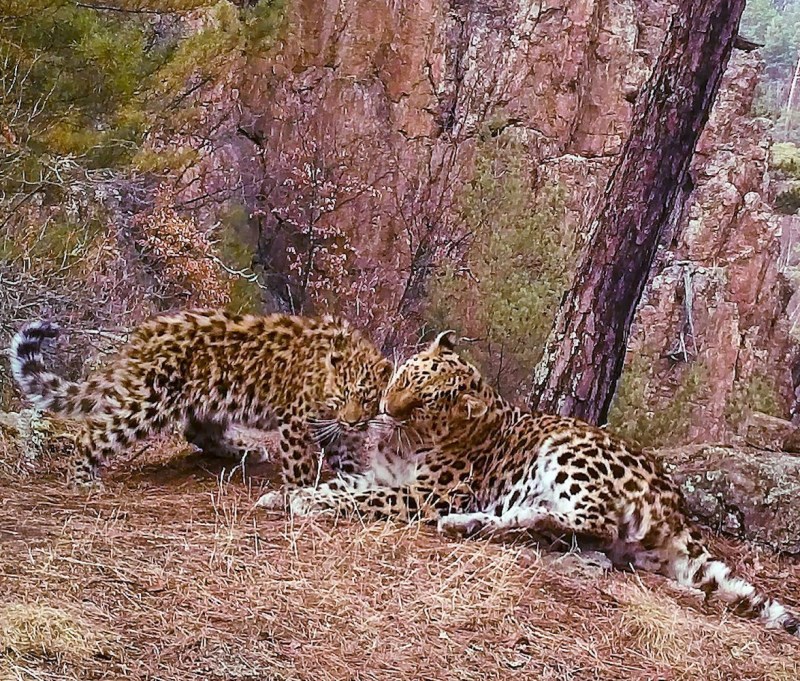 Леопард самка красивая